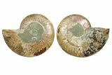 Cut & Polished, Agatized Ammonite Fossil - Madagascar #349007-1